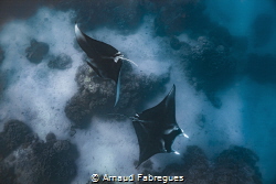 Manta rays in cleaning station by Arnaud Fabregues 